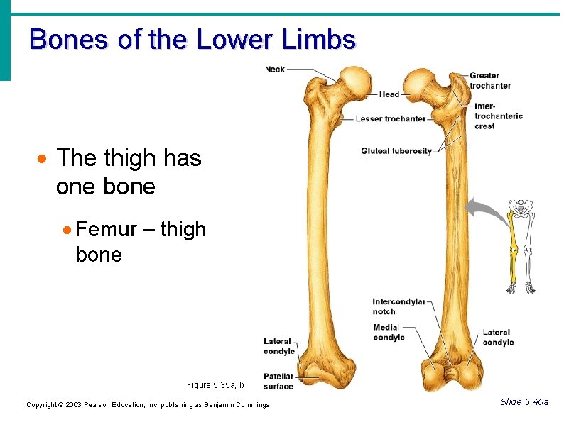 Bones of the Lower Limbs The thigh has one bone Femur – thigh bone Bones of the Lower Limbs The thigh has one bone Femur – thigh bone