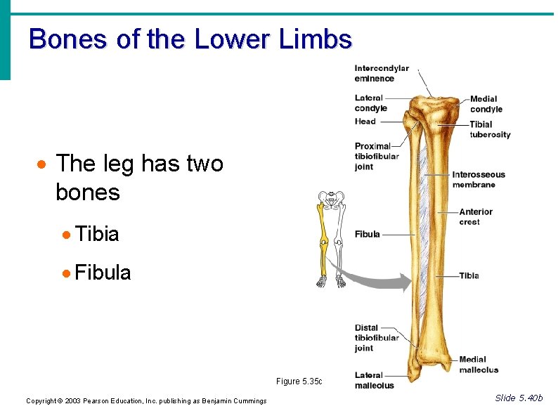 Bones of the Lower Limbs The leg has two bones Tibia Fibula Figure 5. Bones of the Lower Limbs The leg has two bones Tibia Fibula Figure 5.