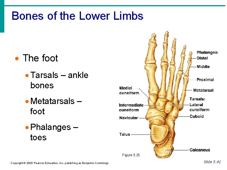 Bones of the Lower Limbs The foot Tarsals – ankle bones Metatarsals – foot Bones of the Lower Limbs The foot Tarsals – ankle bones Metatarsals – foot