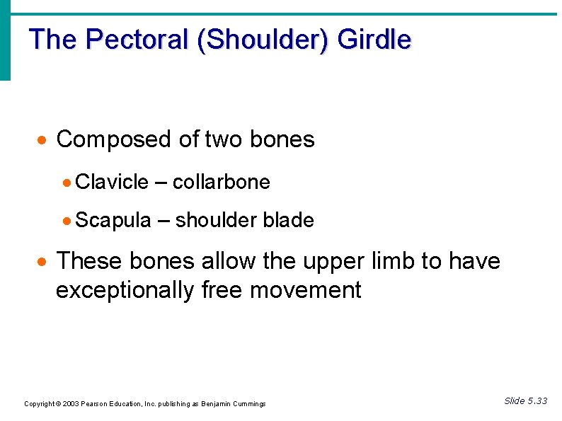 The Pectoral (Shoulder) Girdle Composed of two bones Clavicle – collarbone Scapula – shoulder The Pectoral (Shoulder) Girdle Composed of two bones Clavicle – collarbone Scapula – shoulder