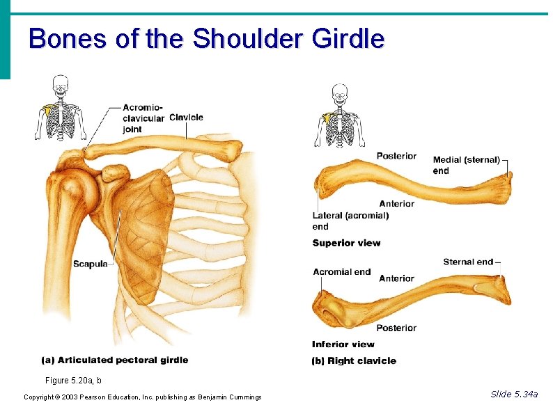 Bones of the Shoulder Girdle Figure 5. 20 a, b Copyright © 2003 Pearson Bones of the Shoulder Girdle Figure 5. 20 a, b Copyright © 2003 Pearson