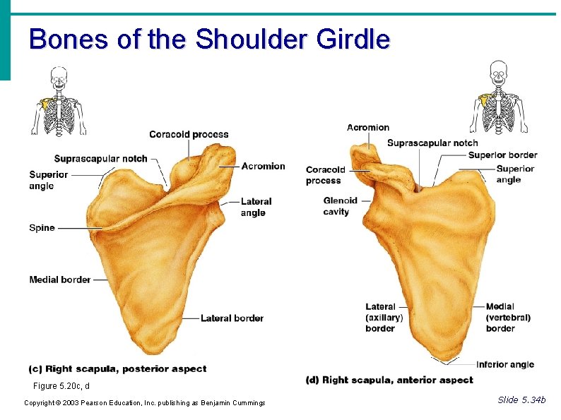 Bones of the Shoulder Girdle Figure 5. 20 c, d Copyright © 2003 Pearson Bones of the Shoulder Girdle Figure 5. 20 c, d Copyright © 2003 Pearson