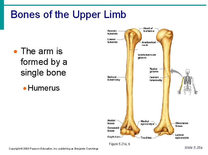 Bones of the Upper Limb The arm is formed by a single bone Humerus Bones of the Upper Limb The arm is formed by a single bone Humerus