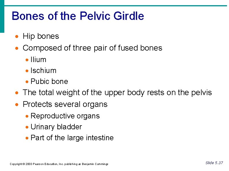 Bones of the Pelvic Girdle Hip bones Composed of three pair of fused bones Bones of the Pelvic Girdle Hip bones Composed of three pair of fused bones