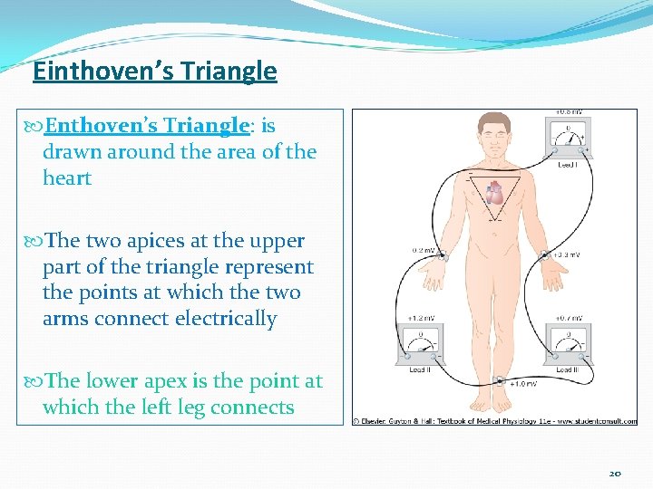 Einthoven’s Triangle Enthoven’s Triangle: is drawn around the area of the heart The two