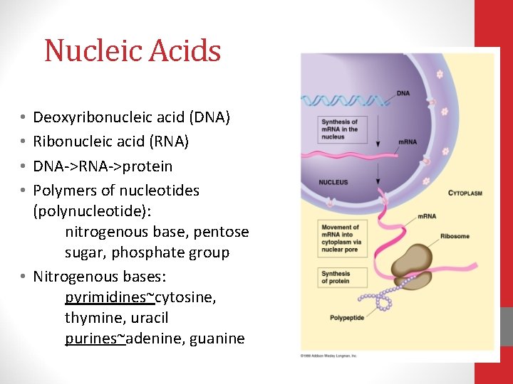 Nucleic Acids Deoxyribonucleic acid (DNA) Ribonucleic acid (RNA) DNA->RNA->protein Polymers of nucleotides (polynucleotide): nitrogenous