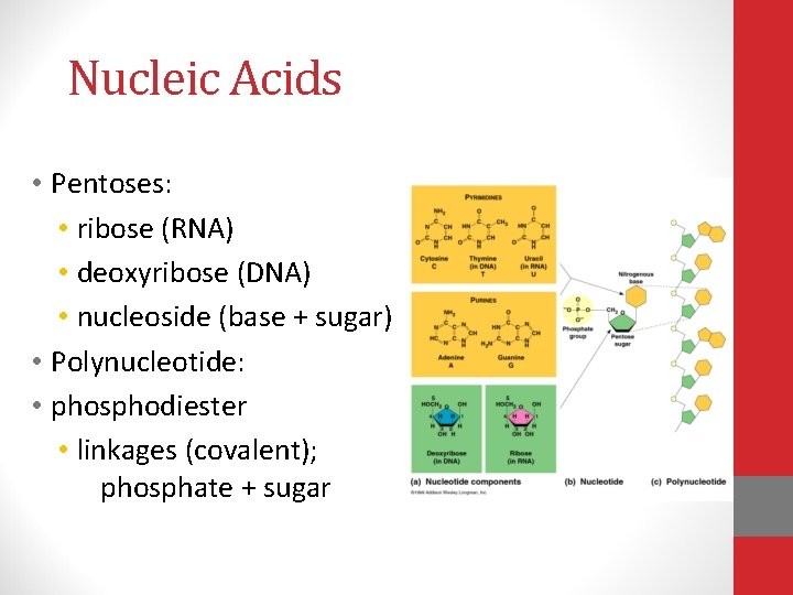 Nucleic Acids • Pentoses: • ribose (RNA) • deoxyribose (DNA) • nucleoside (base +
