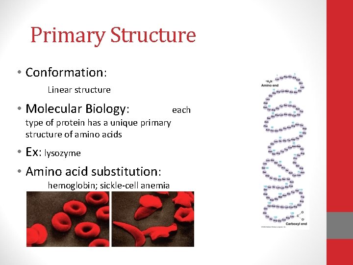 Primary Structure • Conformation: Linear structure • Molecular Biology: type of protein has a