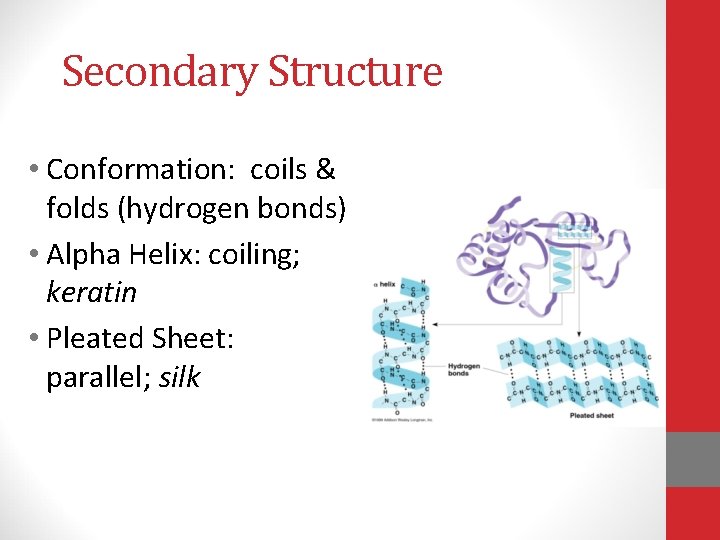 Secondary Structure • Conformation: coils & folds (hydrogen bonds) • Alpha Helix: coiling; keratin