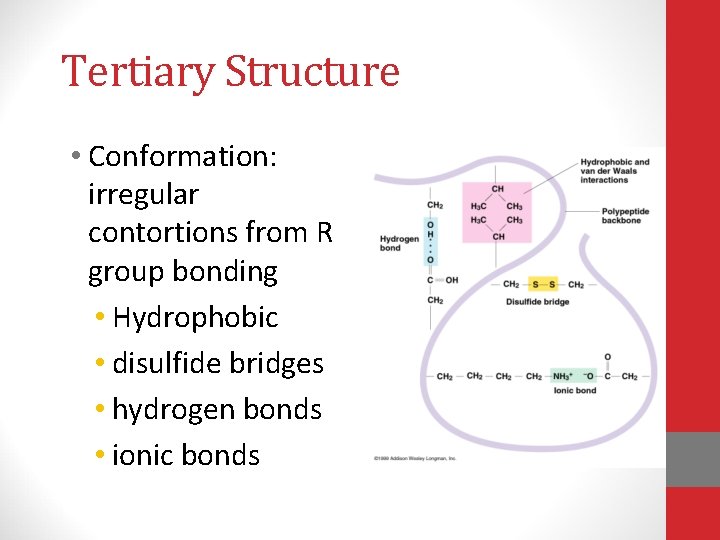Tertiary Structure • Conformation: irregular contortions from R group bonding • Hydrophobic • disulfide