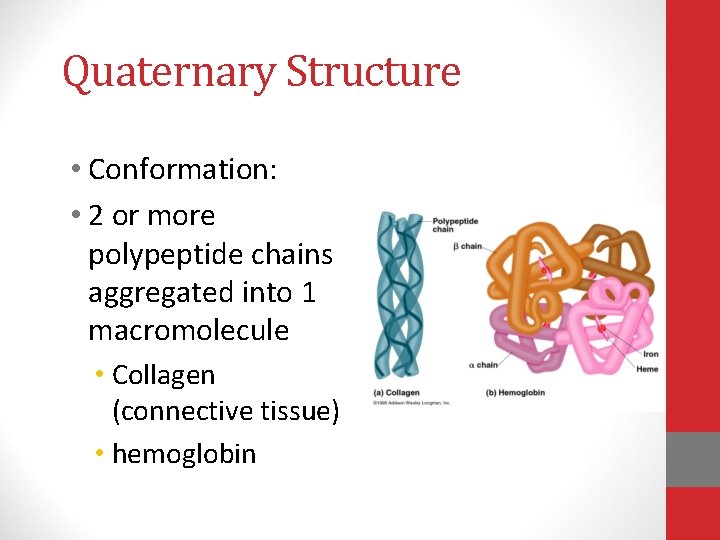 Quaternary Structure • Conformation: • 2 or more polypeptide chains aggregated into 1 macromolecule