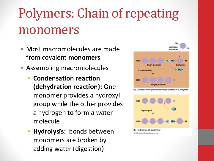 Polymers: Chain of repeating monomers • Most macromolecules are made from covalent monomers •