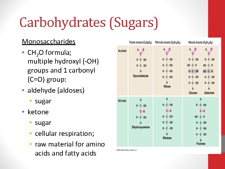Carbohydrates (Sugars) Monosaccharides • CH 2 O formula; multiple hydroxyl (-OH) groups and 1