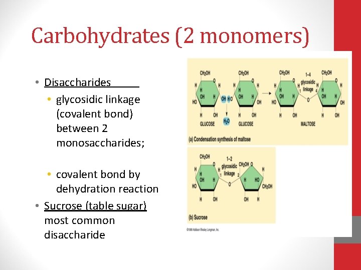 Carbohydrates (2 monomers) • Disaccharides • glycosidic linkage (covalent bond) between 2 monosaccharides; •