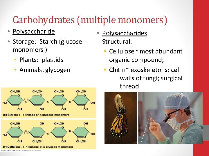 Carbohydrates (multiple monomers) • Polysaccharide • Storage: Starch (glucose monomers ) • Plants: plastids