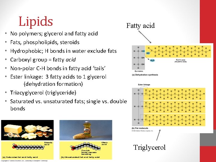 Lipids Fatty acid No polymers; glycerol and fatty acid Fats, phospholipids, steroids Hydrophobic; H