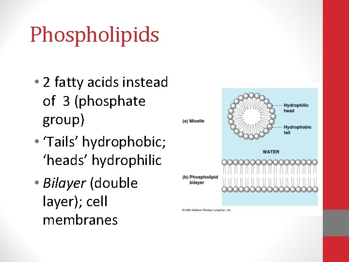 Phospholipids • 2 fatty acids instead of 3 (phosphate group) • ‘Tails’ hydrophobic; ‘heads’