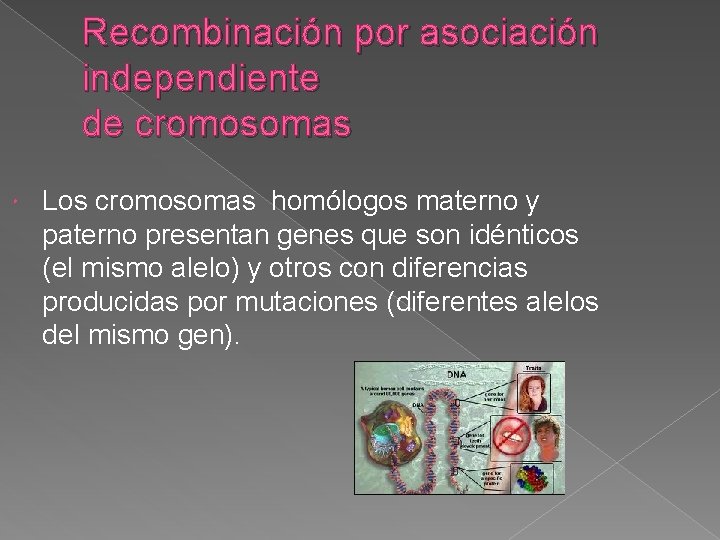 Recombinación por asociación independiente de cromosomas Los cromosomas homólogos materno y paterno presentan genes