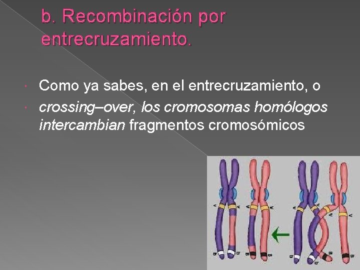 b. Recombinación por entrecruzamiento. Como ya sabes, en el entrecruzamiento, o crossing–over, los cromosomas