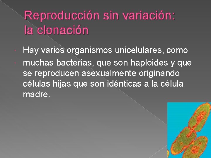 Reproducción sin variación: la clonación Hay varios organismos unicelulares, como muchas bacterias, que son