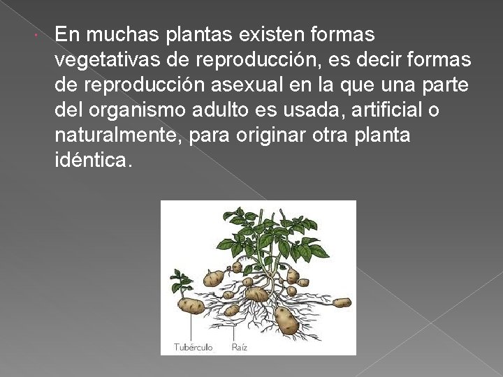  En muchas plantas existen formas vegetativas de reproducción, es decir formas de reproducción