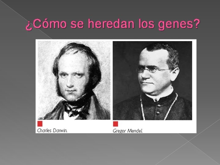 ¿Cómo se heredan los genes? 