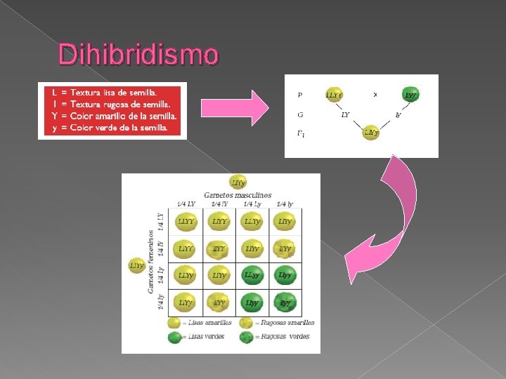 Dihibridismo 