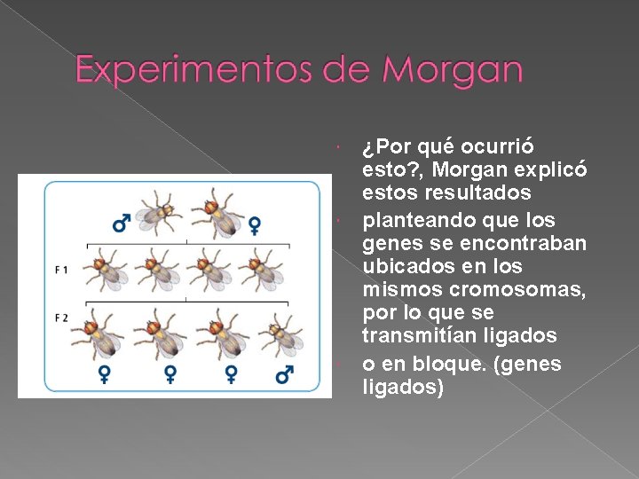 ¿Por qué ocurrió esto? , Morgan explicó estos resultados planteando que los genes se