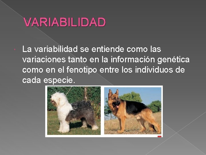 VARIABILIDAD La variabilidad se entiende como las variaciones tanto en la información genética como