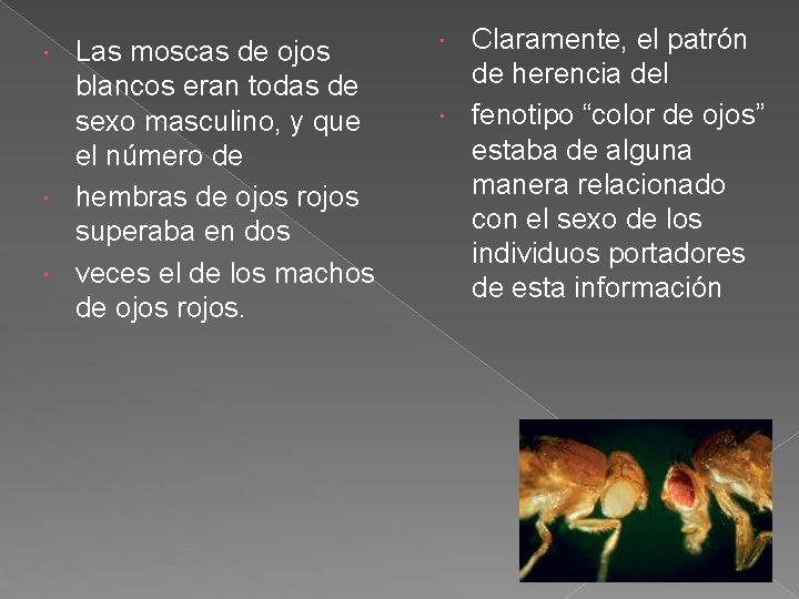 Las moscas de ojos blancos eran todas de sexo masculino, y que el número