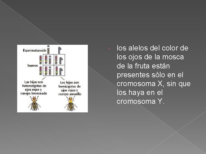 los alelos del color de los ojos de la mosca de la fruta