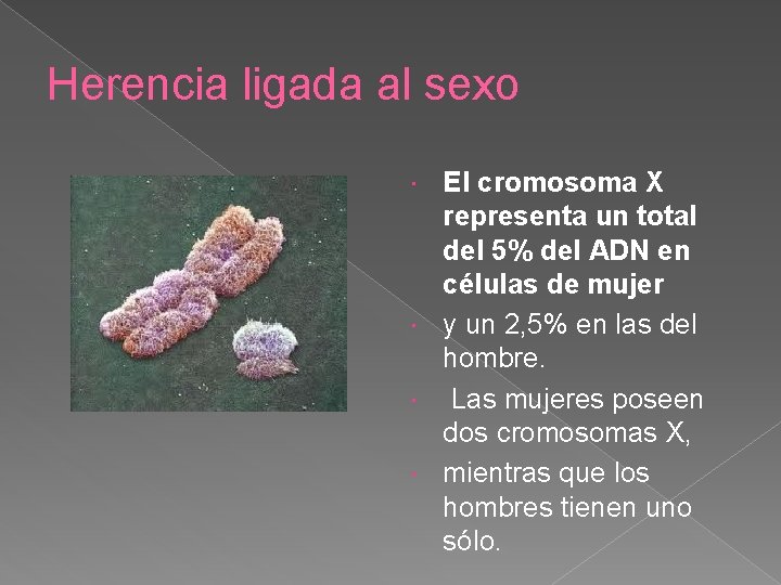 Herencia ligada al sexo El cromosoma X representa un total del 5% del ADN