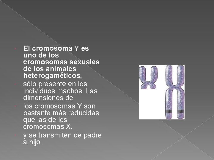 El cromosoma Y es uno de los cromosomas sexuales de los animales heterogaméticos, sólo