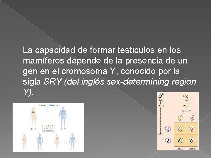  La capacidad de formar testículos en los mamíferos depende de la presencia de