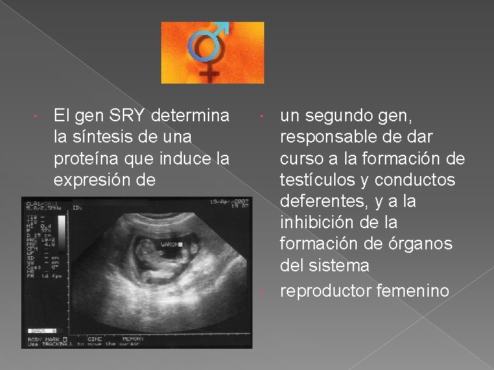  El gen SRY determina la síntesis de una proteína que induce la expresión