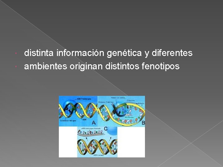 distinta información genética y diferentes ambientes originan distintos fenotipos 