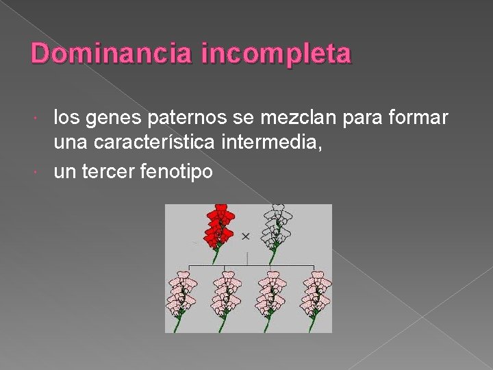Dominancia incompleta los genes paternos se mezclan para formar una característica intermedia, un tercer
