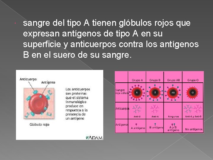  sangre del tipo A tienen glóbulos rojos que expresan antígenos de tipo A