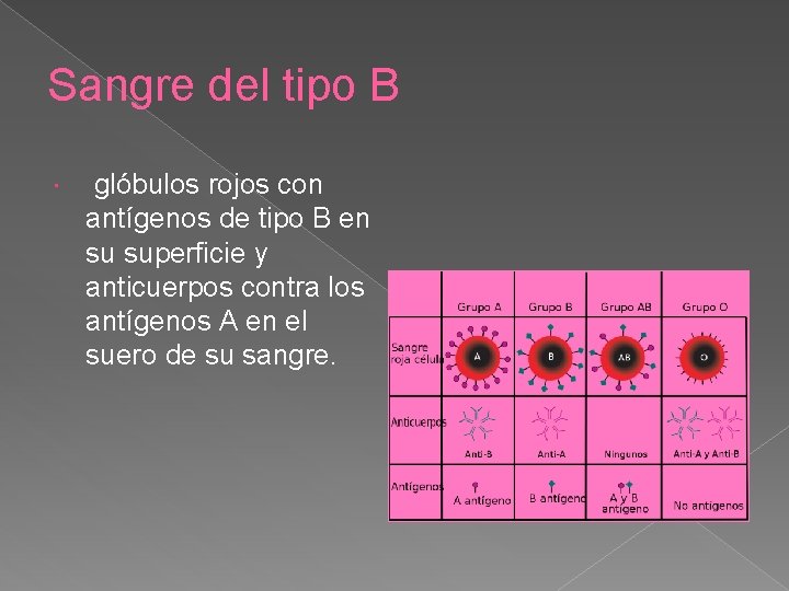 Sangre del tipo B glóbulos rojos con antígenos de tipo B en su superficie
