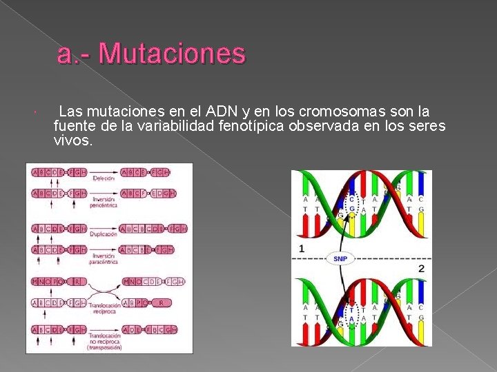 a. - Mutaciones Las mutaciones en el ADN y en los cromosomas son la