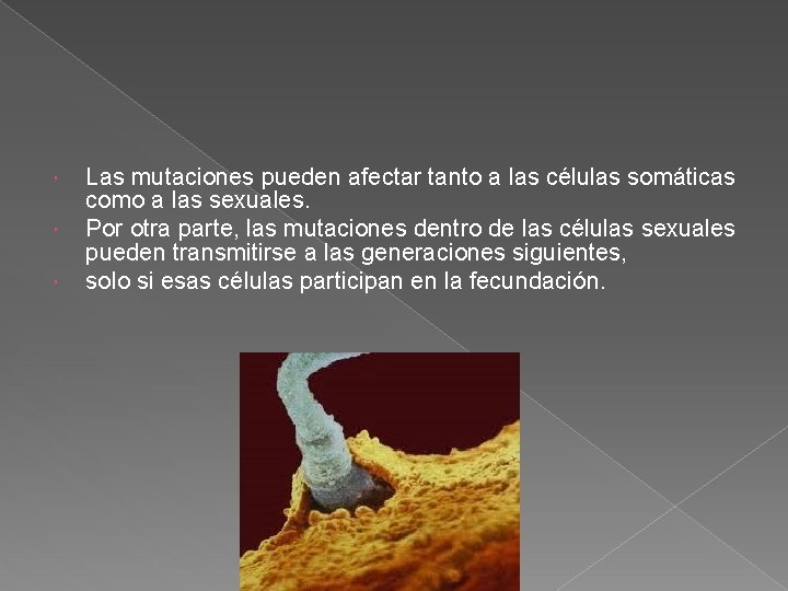  Las mutaciones pueden afectar tanto a las células somáticas como a las sexuales.
