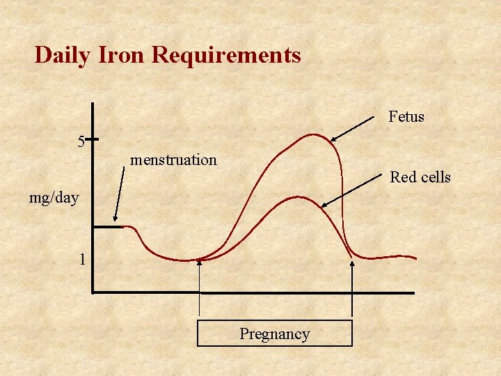 Daily Iron Requirements Fetus 5 menstruation Red cells mg/day 1 Pregnancy 