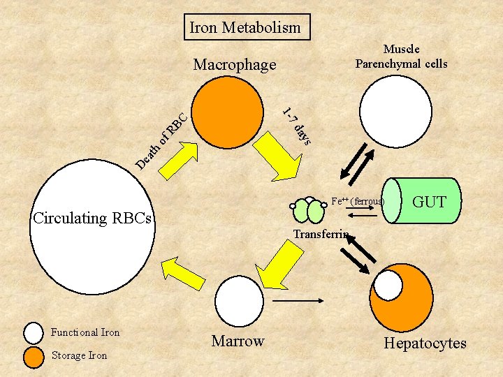 Iron Metabolism Muscle Parenchymal cells Macrophage da RB C 1 -7 De ath of