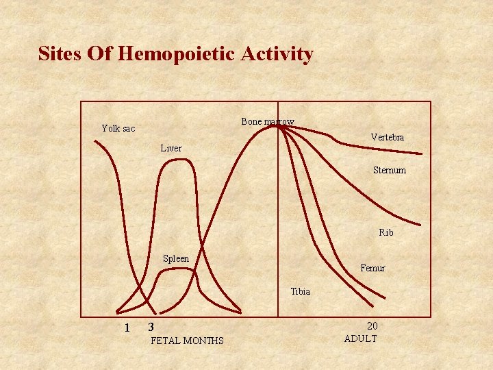 Sites Of Hemopoietic Activity Bone marrow Yolk sac Vertebra Liver Sternum Rib Spleen Femur