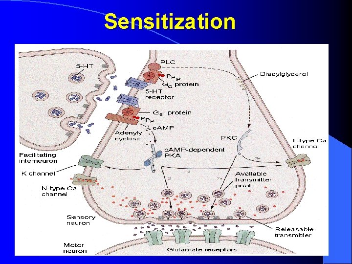 Sensitization 