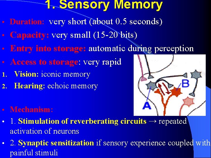 1. Sensory Memory • Duration: very short (about 0. 5 seconds) Capacity: very small