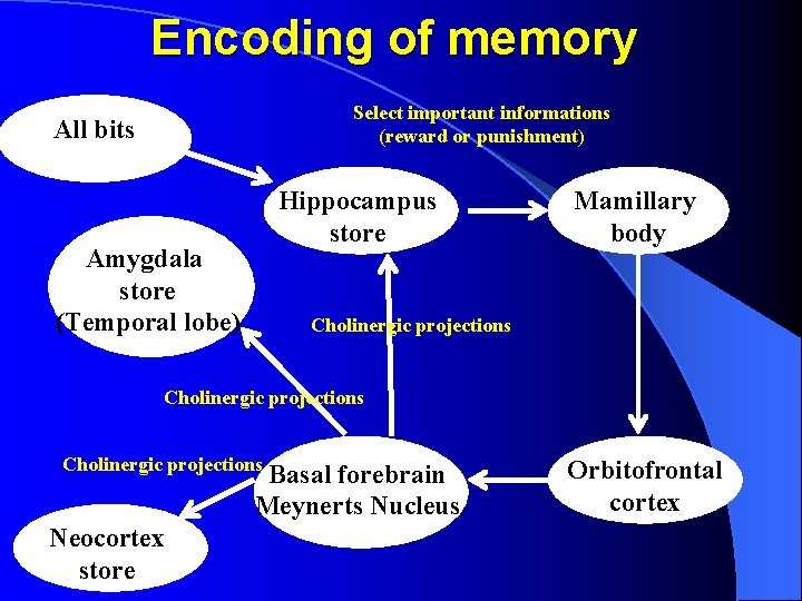 Encoding of memory Select important informations (reward or punishment) All bits Hippocampus store Amygdala