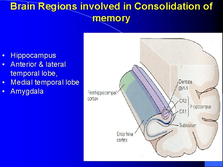 Brain Regions involved in Consolidation of memory • Hippocampus • Anterior & lateral temporal