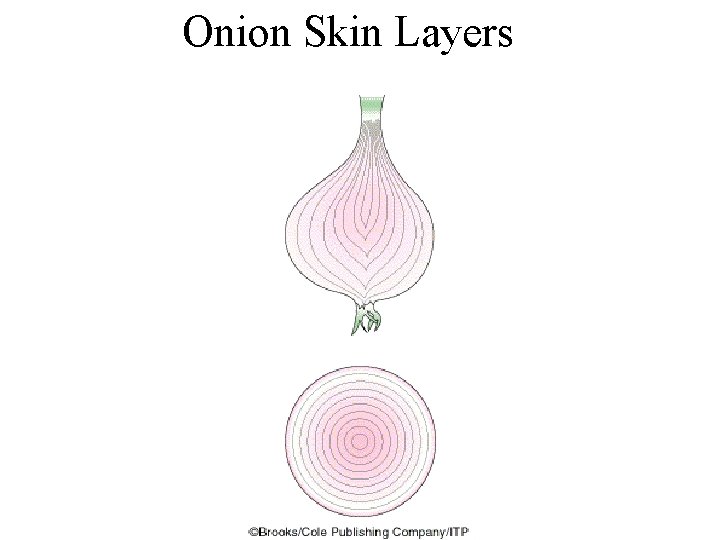 Onion Skin Layers 