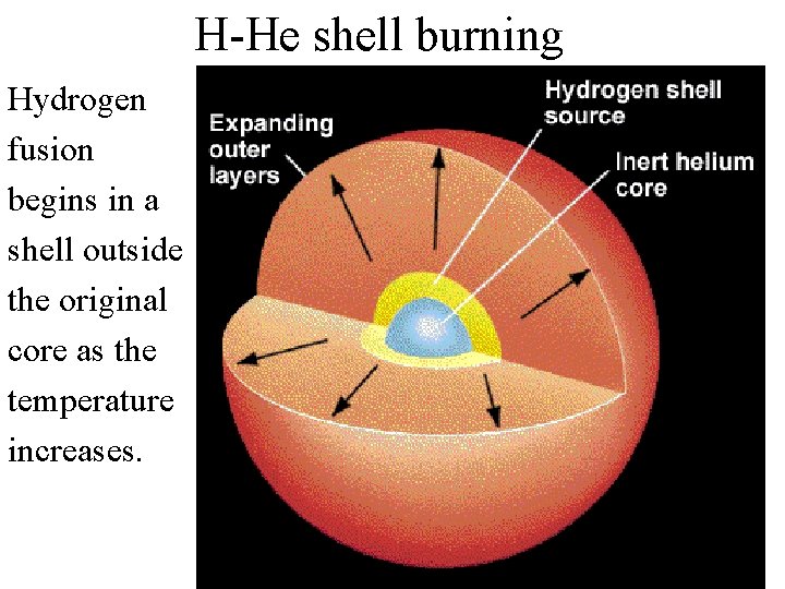 H-He shell burning Hydrogen fusion begins in a shell outside the original core as